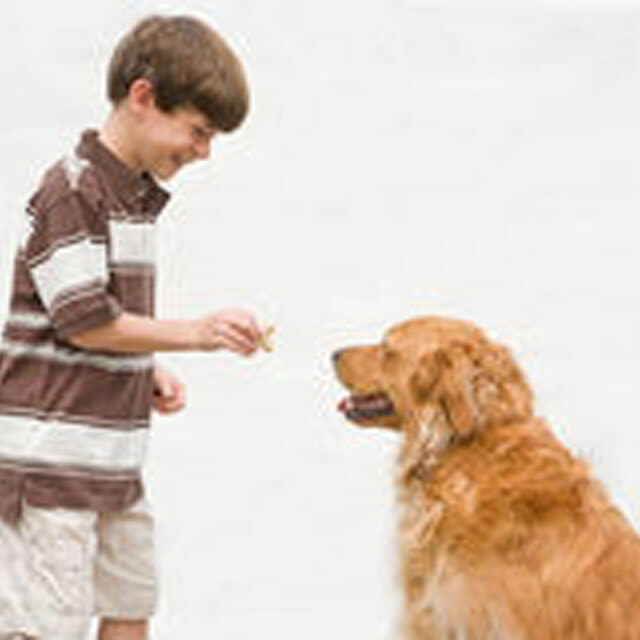 7-boy-giving-dog-reward-8929612-4x